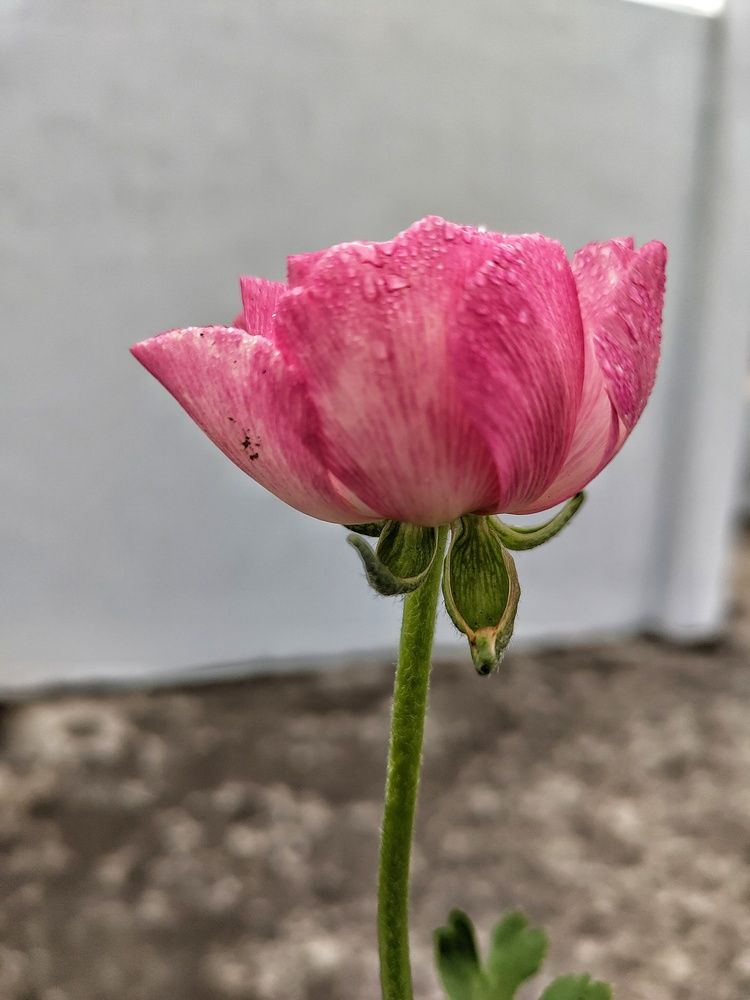 Photograph by Anil Yadav