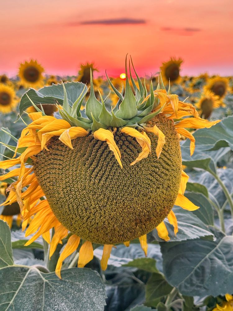 Photograph by Алексей Поляков