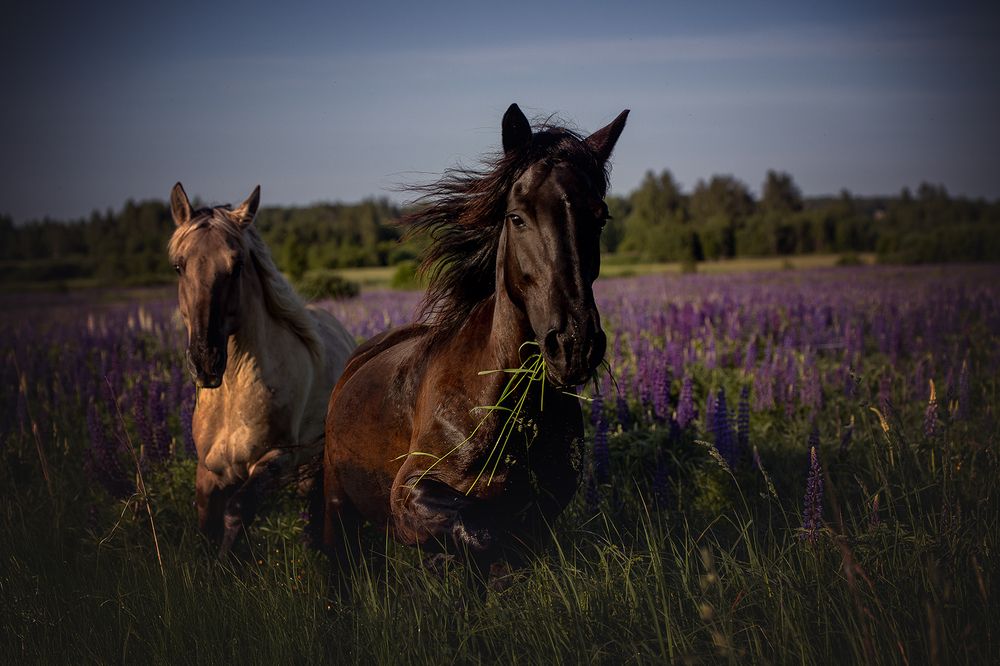 Photograph by Елена Самусенкова