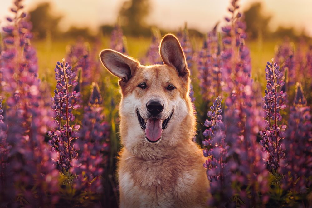 Photograph by Елена Самусенкова