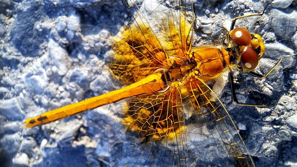 Стрекоза на тротуаре