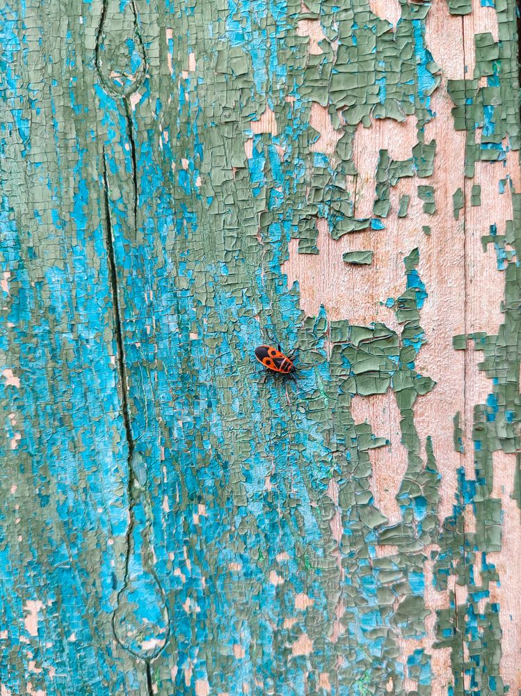 Photograph by Алия Латыйпова