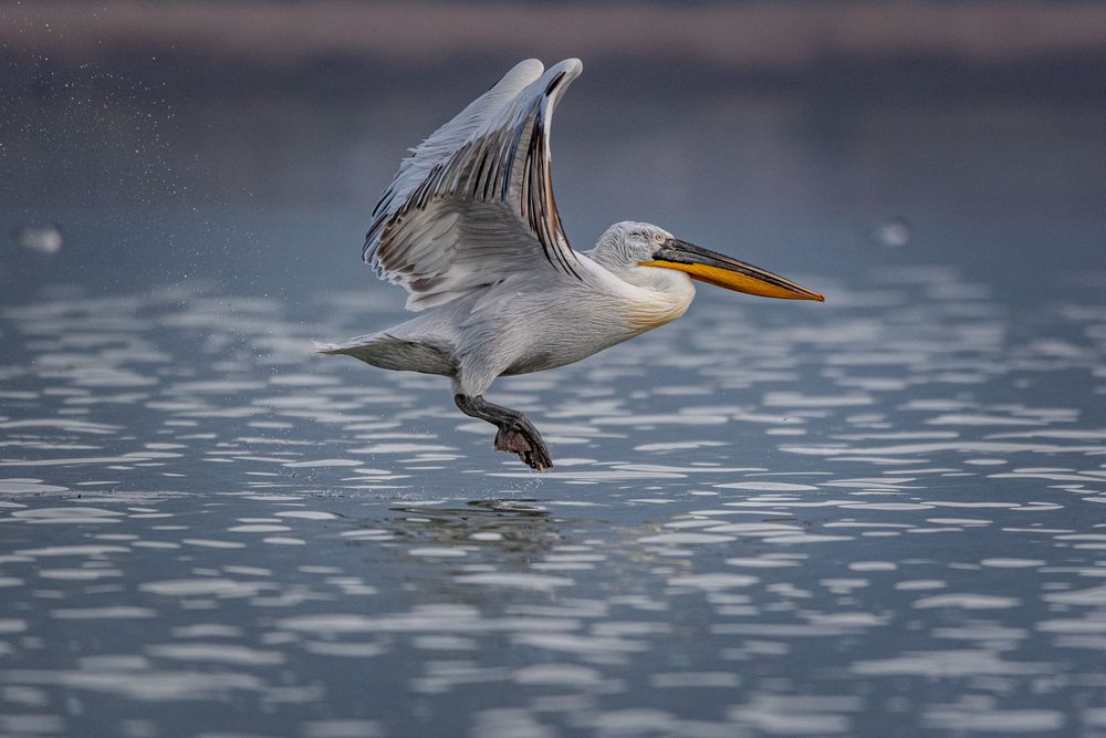 Photograph by Елена Караилиева