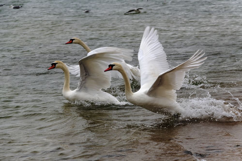 Птица-тройка