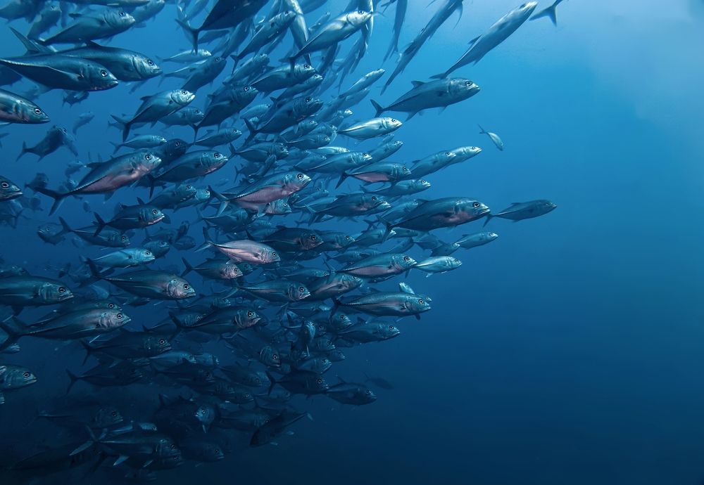 Photograph by Игорь Чернышов