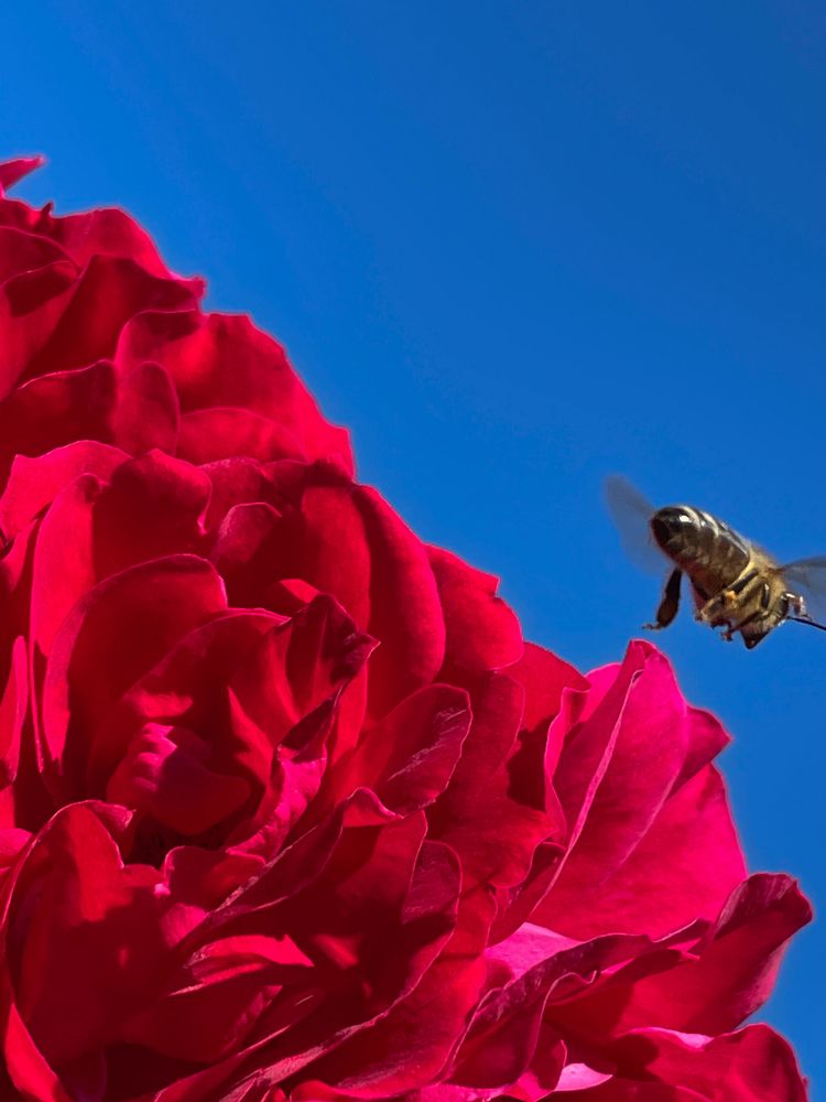 Photograph by Svetlana Savina