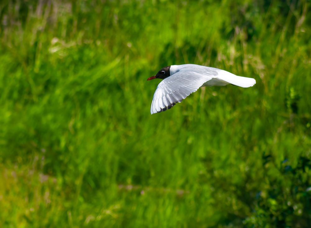 Photograph by Руслан Ибрагимов