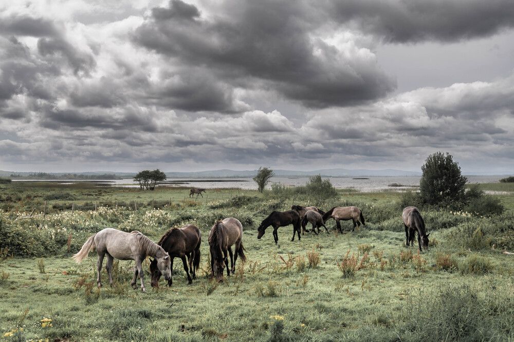 Grazing Horses