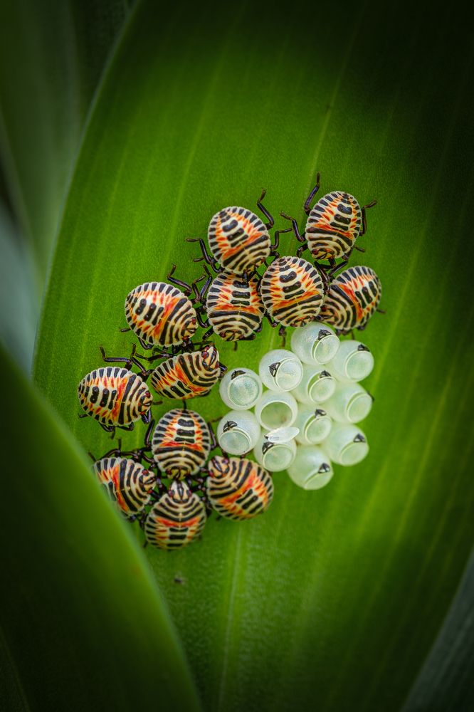 Photograph by Suzuki Ryuta