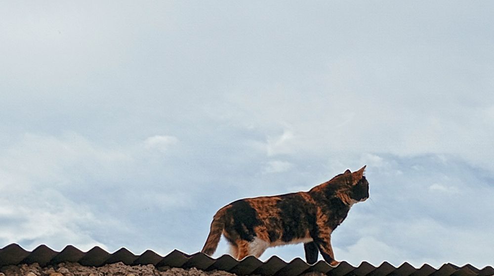 Photo #12350764