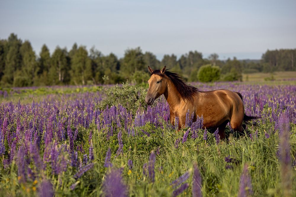 Photograph by Елена Самусенкова