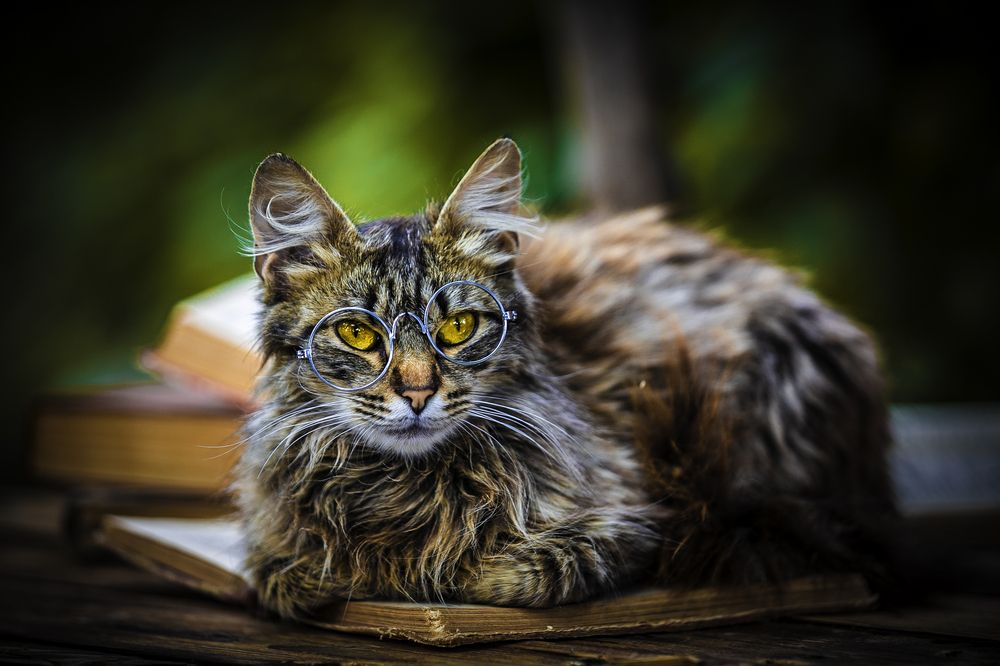 Фотография автора Михаил Лупина