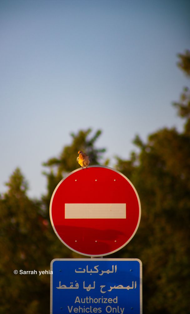 Фотография автора Sarrah Yehia