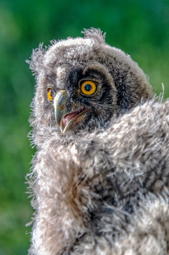 Любопытный птах