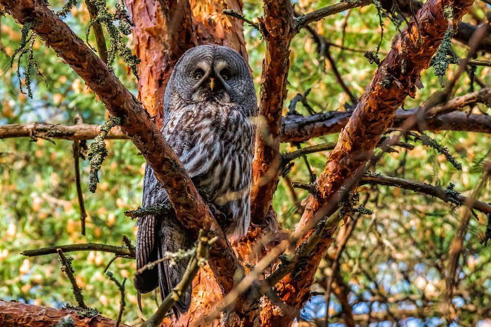 Бородатая неясыть