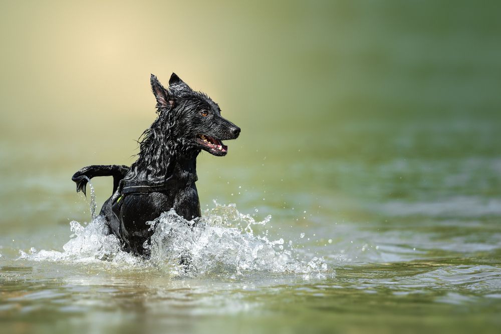 Photograph by Tamás Horváth