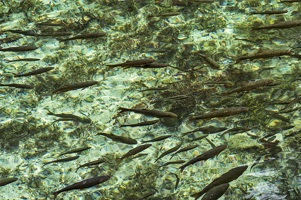 Photograph by Stojan Saveski