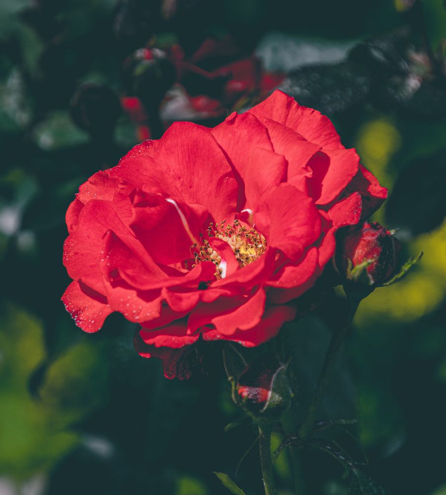Photograph by Anna Prohorova