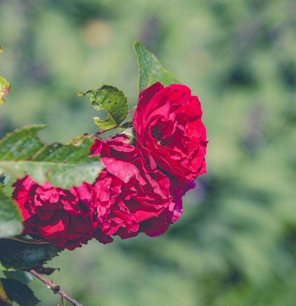 Photograph by Anna Prohorova