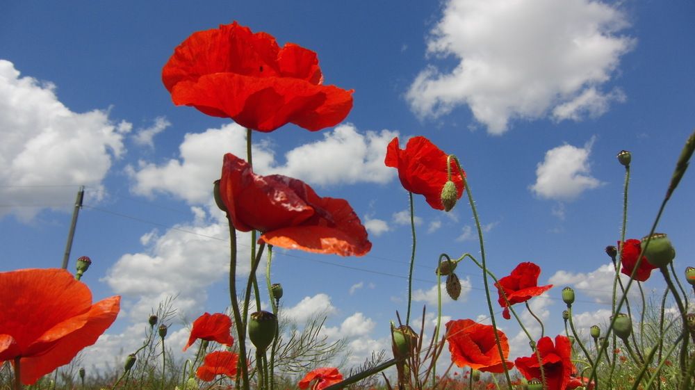 Photograph by Вадим Богатиков