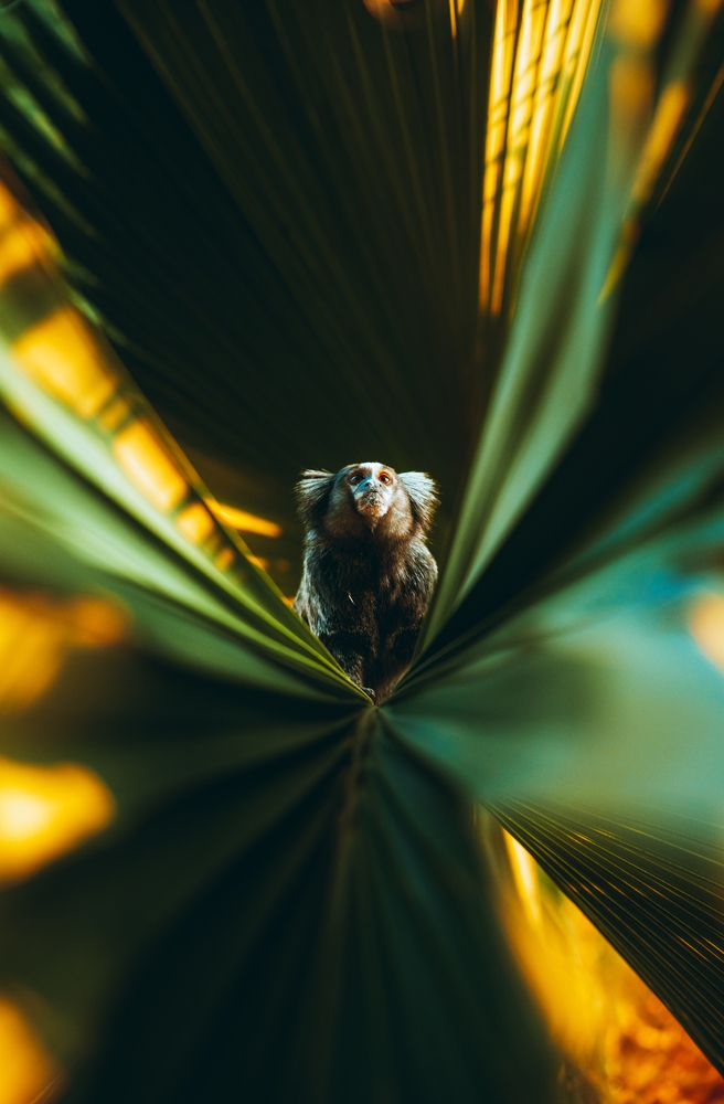 Photograph by Kevin Loren Vicente Chon