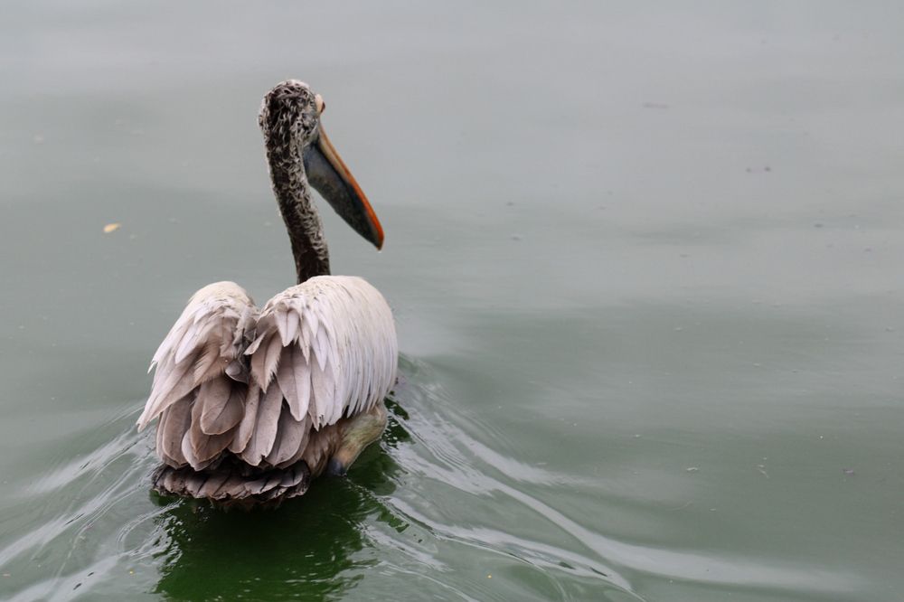 Photograph by Chanika Dulnitha