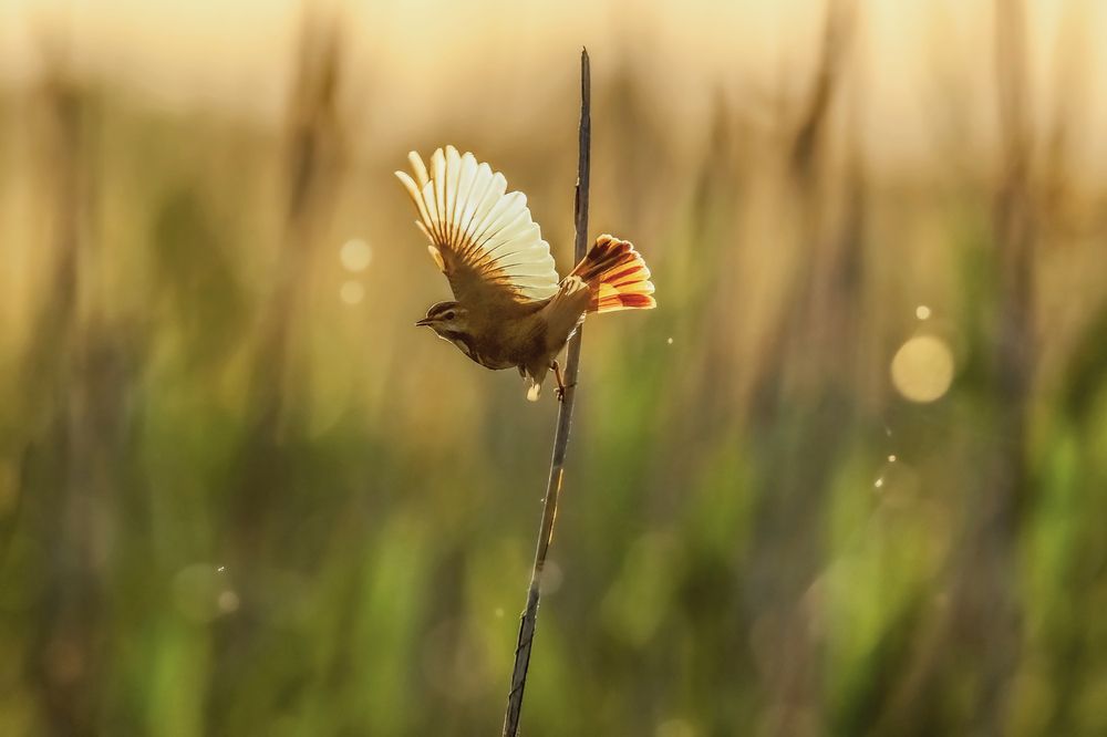 The bluethroat flight