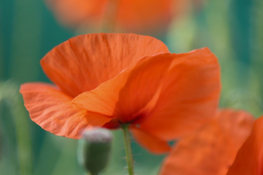 Photograph by Ирина Дмитриенко