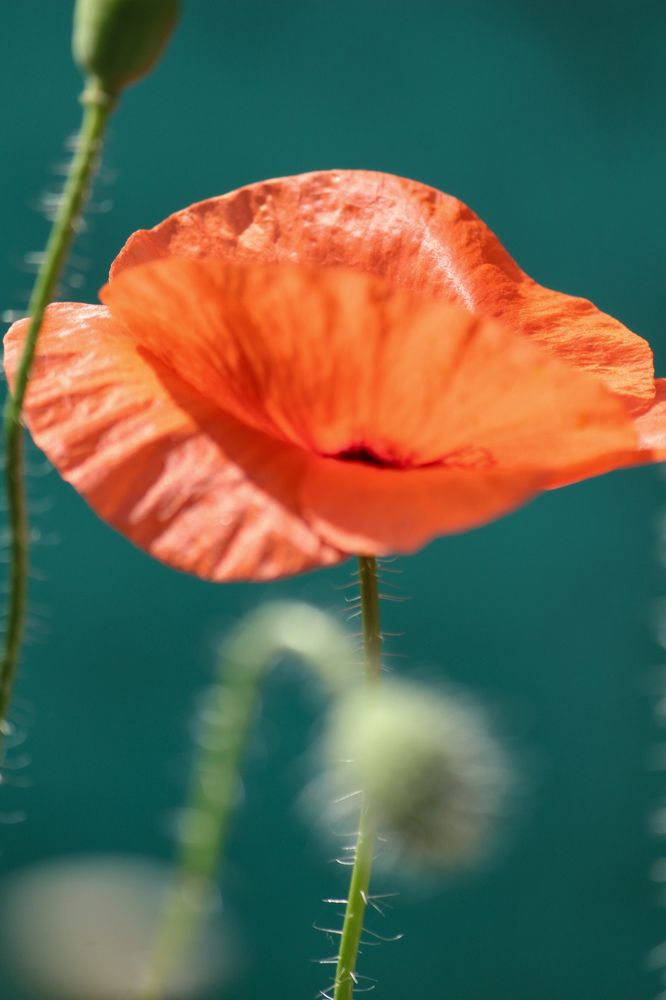 Photograph by Ирина Дмитриенко