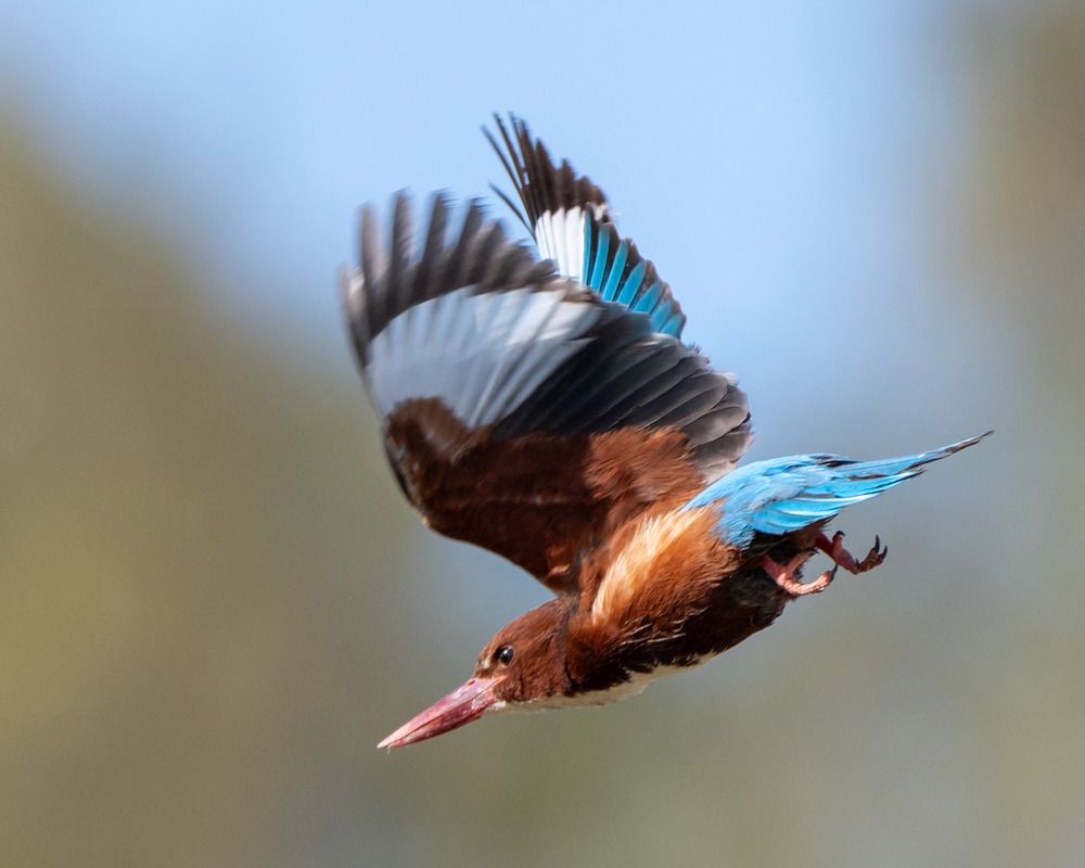 Photograph by Dina Eid