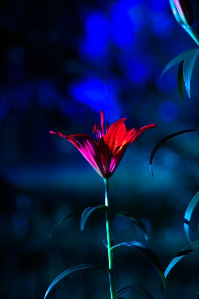 Photograph by G Shish