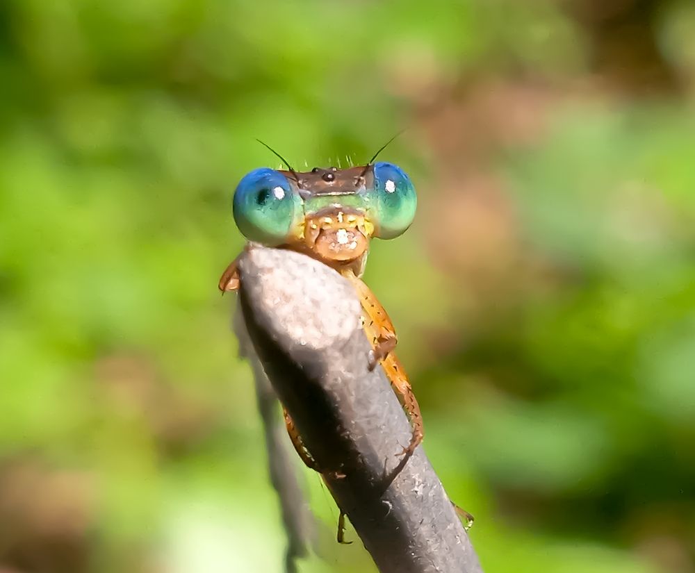 Фотография автора Mohammed Rifatul Alam Siam