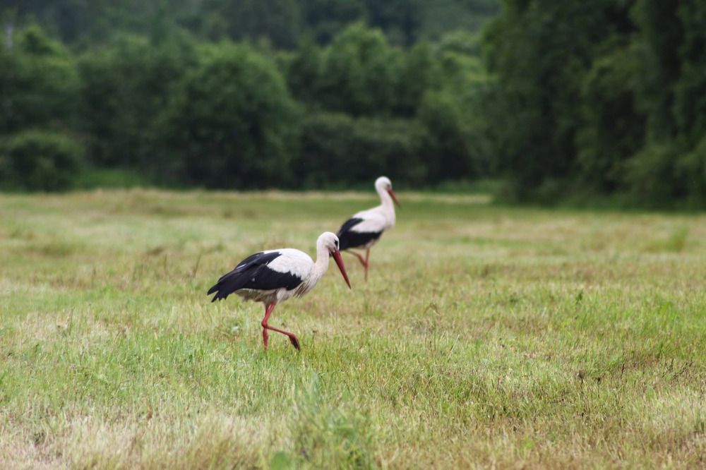 Photograph by Елена Наленч