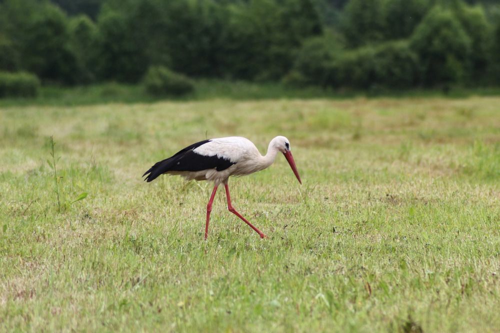 Photograph by Елена Наленч