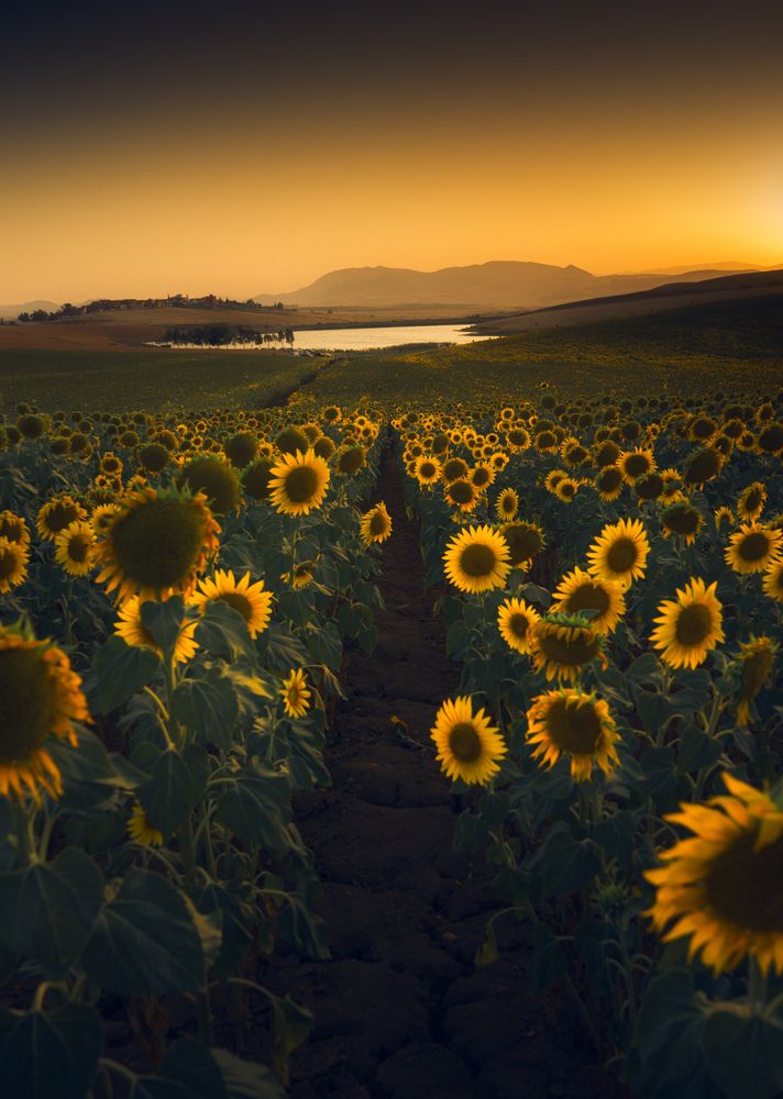 Where the Sun Finds Its Reflection