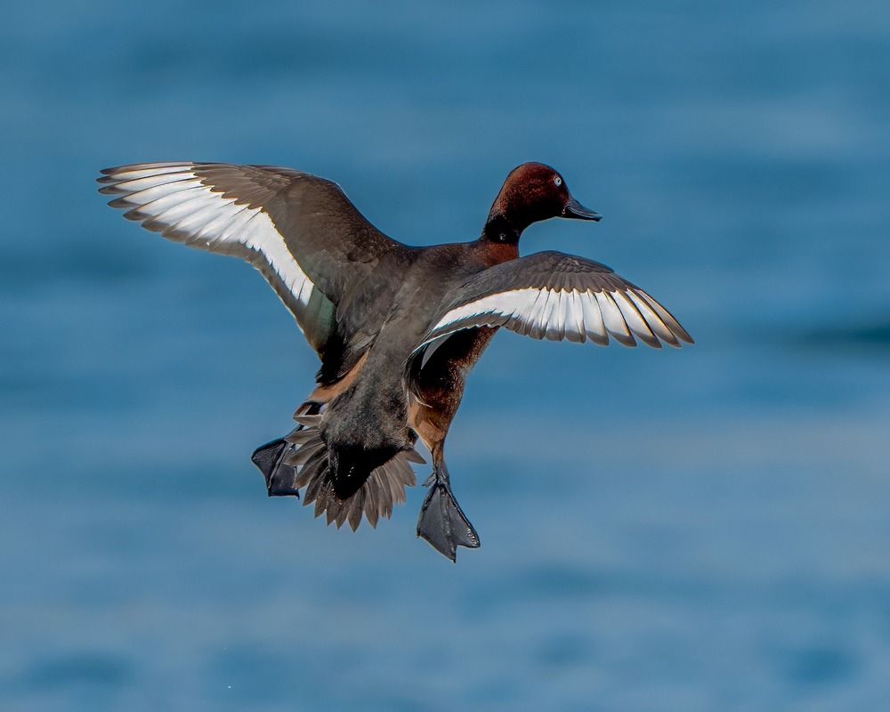 Photograph by Dina Eid