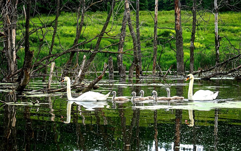 Фотография автора Николай Бологов