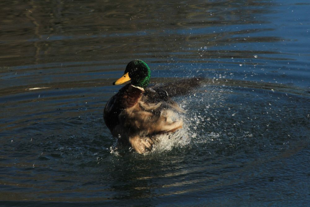 Photograph by sergio maritan