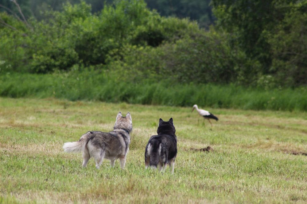 Photograph by Елена Наленч