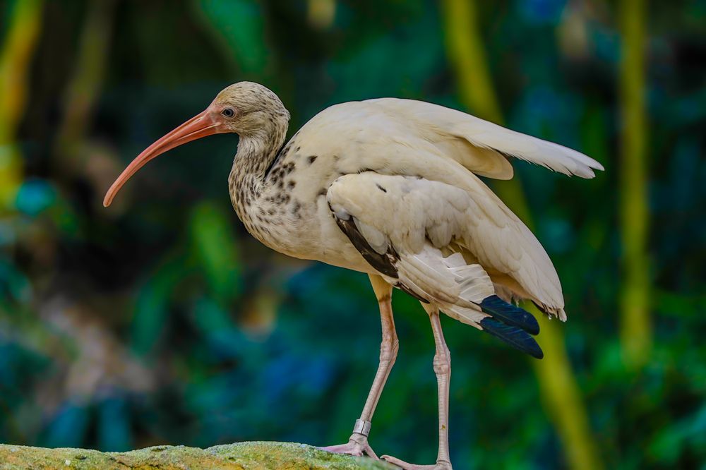 Photograph by Protik Banerjee