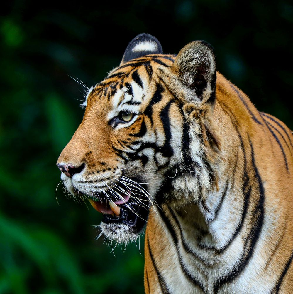 T for Tiger