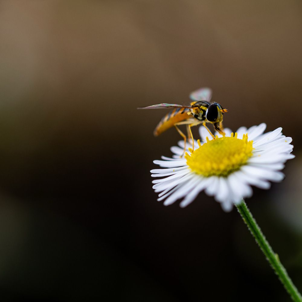 Фотография автора Mutsuaki