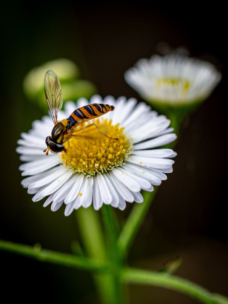 Фотография автора Mutsuaki