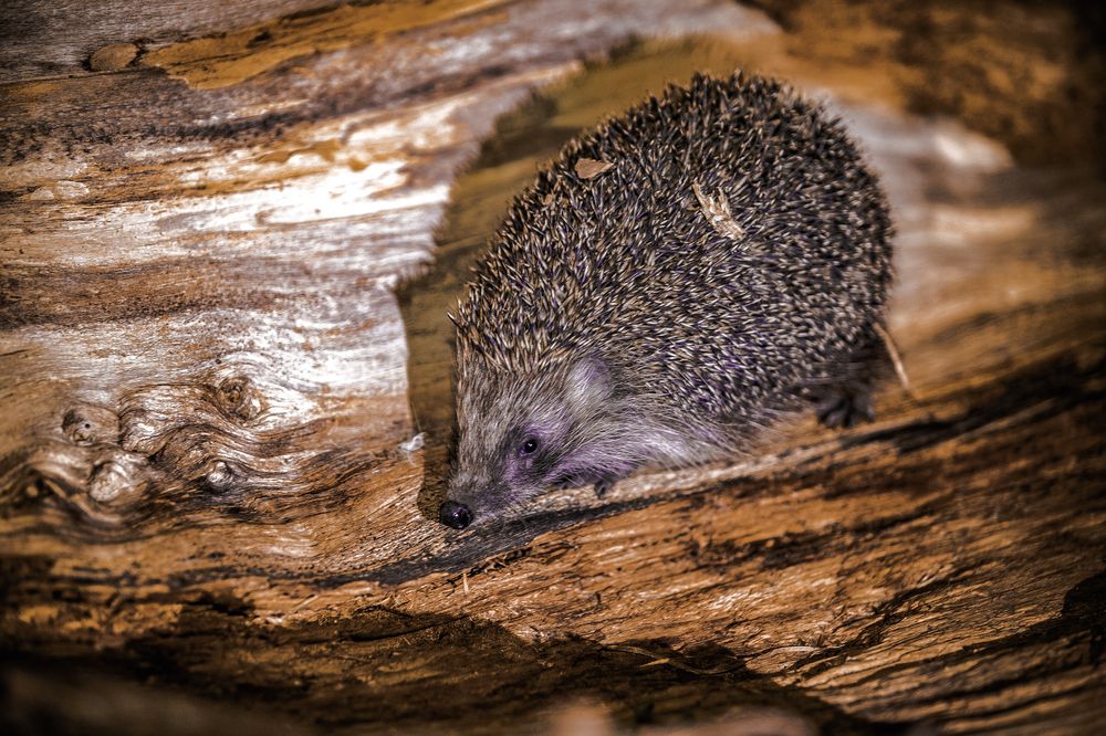 Фотография автора Михаил Лупина