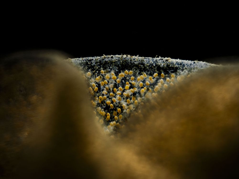 Фотография автора Serdar AVCI