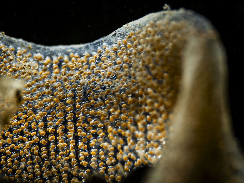 Фотография автора Serdar AVCI