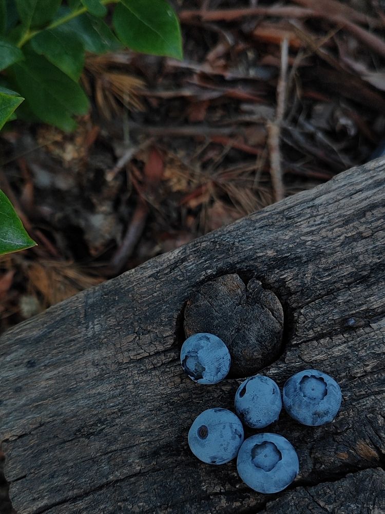 Photograph by Екатерина Сковорода