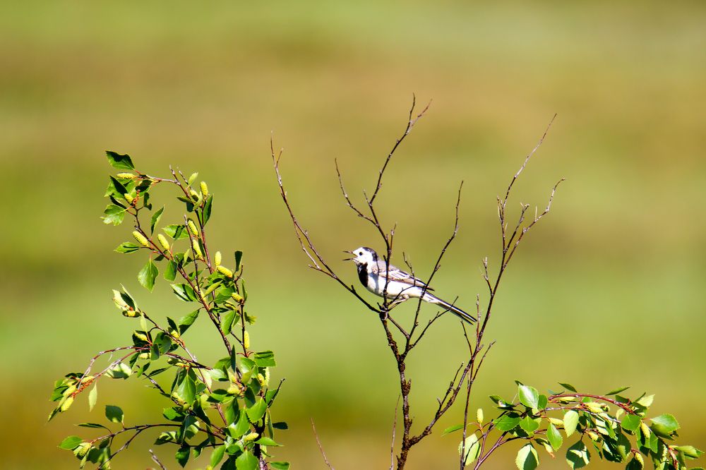 Белая трясогузка