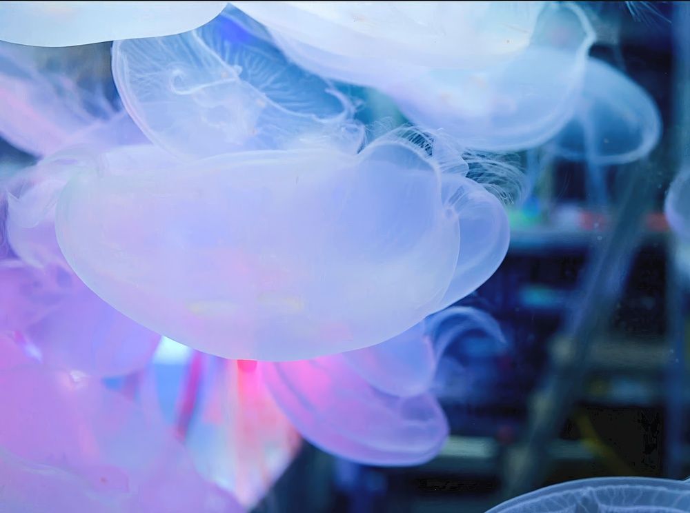 Медузы зузы...