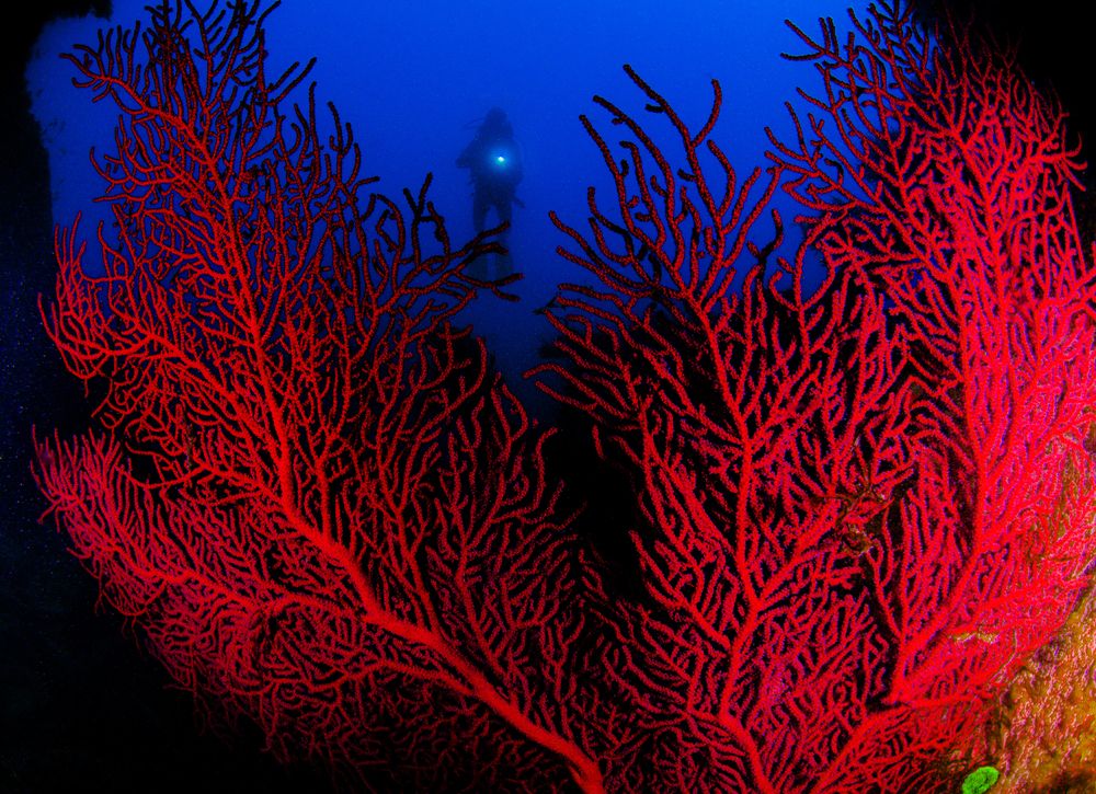 Photograph by ANTONIO RUVER BANDEIRA